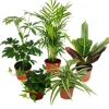 Exotenherz Großes Zimmerpflanzen Set mit 5 Pflanzen 9cm