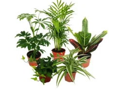 Exotenherz Großes Zimmerpflanzen Set mit 5 Pflanzen 9cm