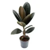Exotenherz Gummibaum Ficus Elastica Abidjan 11cm Topf