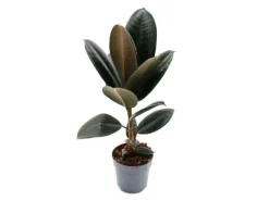 Exotenherz Gummibaum Ficus Elastica Abidjan 11cm Topf