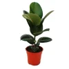 Exotenherz Gummibaum Ficus Elastica Robusta 17cm Topf