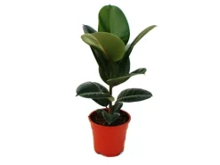Exotenherz Gummibaum Ficus Elastica Robusta 17cm Topf