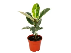Exotenherz Gummibaumduo 2Er Set mit 2 Verschiedenen Ficus Elastica Pflanzen 17cm Topf