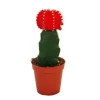 Exotenherz Gymnocalycium Mihanovichii Erdbeerkaktus Rot 5,5cm Topf