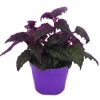 Exotenherz Gynura Purple Passion Samtblatt Samtnessel Lilafarbene Pflanze 9cm