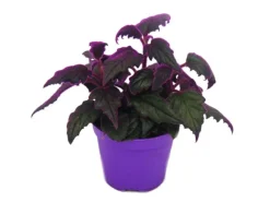 Exotenherz Gynura Purple Passion Samtblatt Samtnessel Lilafarbene Pflanze 9cm
