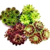 Exotenherz Hauswurz Set Aus 4 Verschiedenen Sempervivum-Sorten