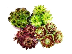 Exotenherz Hauswurz Set Aus 4 Verschiedenen Sempervivum-Sorten