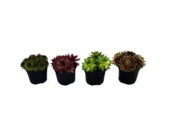 Exotenherz Hauswurz Set Aus 4 Verschiedenen Sempervivum-Sorten