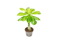 Exotenherz Hawaiipalme Brighamia Insignis