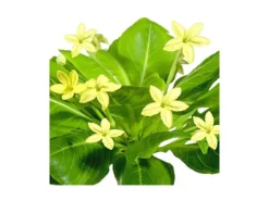 Exotenherz Hawaiipalme Brighamia Insignis