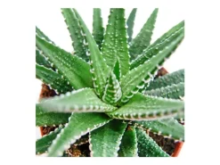 Exotenherz Haworthia Fasciata Kleine Pflanze im 5,5cm Topf