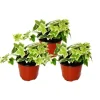 Exotenherz Hedera Helix 3er Set Efeu Weißbuntes Laub 9cm Topf