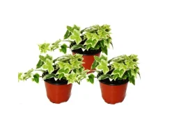 Exotenherz Hedera Helix 3er Set Efeu Weißbuntes Laub 9cm Topf