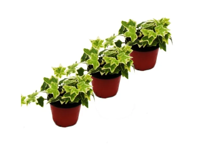 Exotenherz Hedera Helix 3er Set Efeu Weißbuntes Laub 9cm Topf
