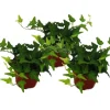 Exotenherz Hedera Helix 3er Set Efeu Grünlaubig 9cm Topf