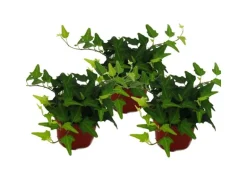 Exotenherz Hedera Helix 3er Set Efeu Grünlaubig 9cm Topf
