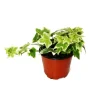 Exotenherz Hedera Helix Efeu Weißbuntes Laub 9cm Topf