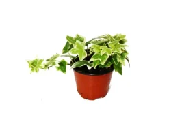 Exotenherz Hedera Helix Efeu Weißbuntes Laub 9cm Topf