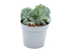 Exotenherz Heidelbeer-Kaktus Kammform Myrtillocactus Geometrizans Cristata Außergewöhnlicher Kaktus 6,5cm Topf