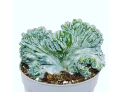 Exotenherz Heidelbeer-Kaktus Kammform Myrtillocactus Geometrizans Cristata Außergewöhnlicher Kaktus 6,5cm Topf