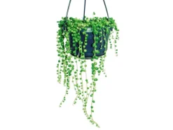 Exotenherz Hängeampel Erbse am Band Senecio Rowleyanus