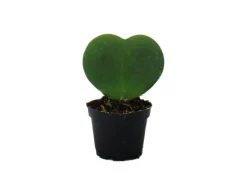 Exotenherz Hoya Kerii Herzblatt-Pflanze Herzpflanze Oder Kleiner Liebling im 6cm Topf