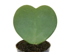 Exotenherz Hoya Kerii Herzblatt-Pflanze Herzpflanze Oder Kleiner Liebling im 6cm Topf