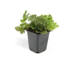 Exotenherz Immergrüner Bodendecker Golderdbeere Waldsteinia Ternata 9cm Topf Set mit 6 Pflanzen