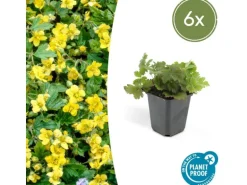 Exotenherz Immergrüner Bodendecker Golderdbeere Waldsteinia Ternata 9cm Topf Set mit 6 Pflanzen