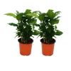 Exotenherz Kaffee Pflanze Coffea Arabica 2 Pflanze Zimmerpflanze
