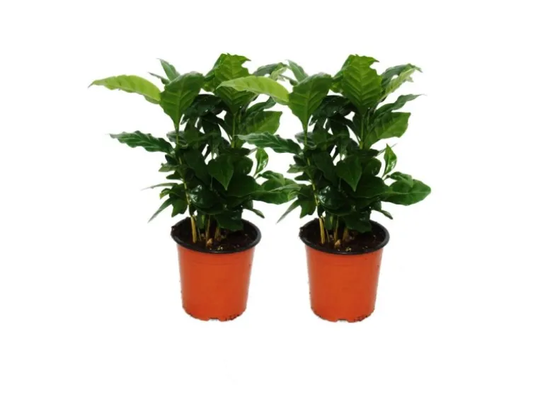 Exotenherz Kaffee Pflanze Coffea Arabica 2 Pflanze Zimmerpflanze