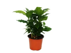 Exotenherz Kaffee Pflanze Coffea Arabica 1 Pflanze Zimmerpflanze