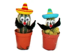 Exotenherz Kakteen Mit Lustigem Sombrero