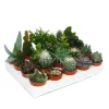 Exotenherz Kakteen Und Sukkulenten Starter Set XXL 20 Verschiedene Pflanzen im 5,5cm Topf
