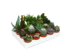 Exotenherz Kakteen Und Sukkulenten Starter Set XXL 20 Verschiedene Pflanzen im 5,5cm Topf