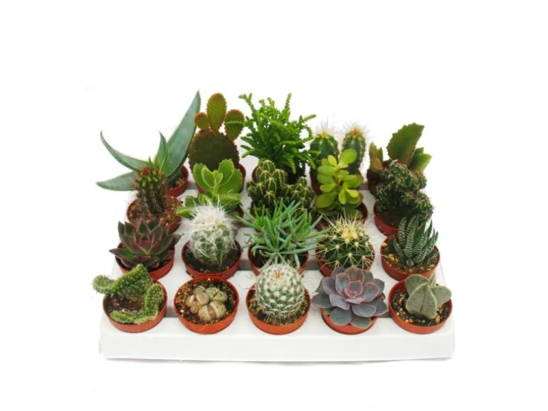 Exotenherz Kakteen Und Sukkulenten Starter Set XXL 20 Verschiedene Pflanzen im 5,5cm Topf