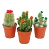 Exotenherz Kakteen-Set 3 Verschiedene Pflanzen im 5,5cm Topf Mit Bunten Strohblüten