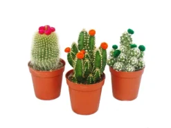 Exotenherz Kakteen-Set 3 Verschiedene Pflanzen im 5,5cm Topf Mit Bunten Strohblüten