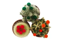 Exotenherz Kakteen-Set 3 Verschiedene Pflanzen im 5,5cm Topf Mit Bunten Strohblüten