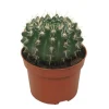 Exotenherz Kaktus Notocactus Submammulosus Parodia Pflegeleichter Kaktus 12cm Topf