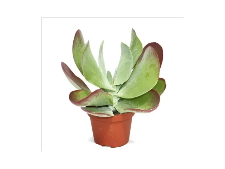 Exotenherz Kalanchoe Thyrsiflora Red Lips im 10,5cm Topf