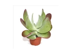 Exotenherz Kalanchoe Thyrsiflora Red Lips im 10,5cm Topf