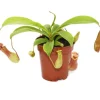 Exotenherz Kannenpflanze Nepenthes 9cm Topf