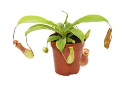 Exotenherz Kannenpflanze Nepenthes 9cm Topf