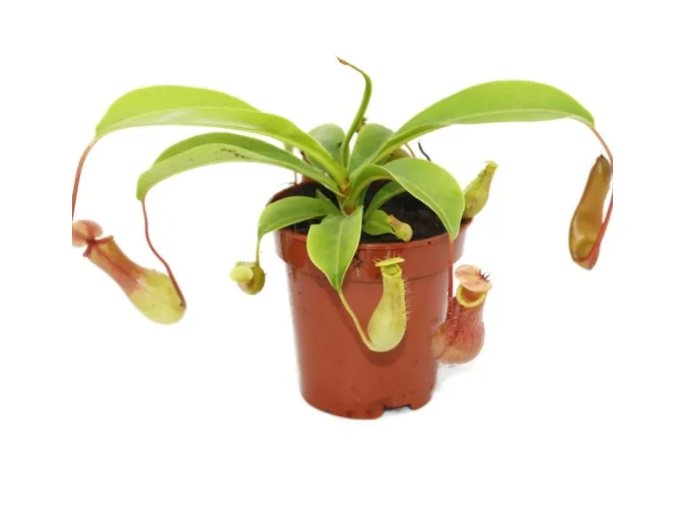 Exotenherz Kannenpflanze Nepenthes 9cm Topf