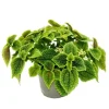 Exotenherz Kanonierpflanze Pilea Involucrata Moon Valley Mondkraterpflanze 12cm Topf