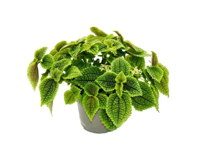 Exotenherz Kanonierpflanze Pilea Involucrata Moon Valley Mondkraterpflanze 12cm Topf