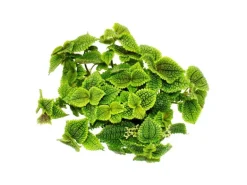 Exotenherz Kanonierpflanze Pilea Involucrata Moon Valley Mondkraterpflanze 12cm Topf