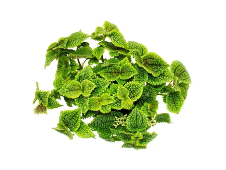 Exotenherz Kanonierpflanze Pilea Involucrata Moon Valley Mondkraterpflanze 12cm Topf